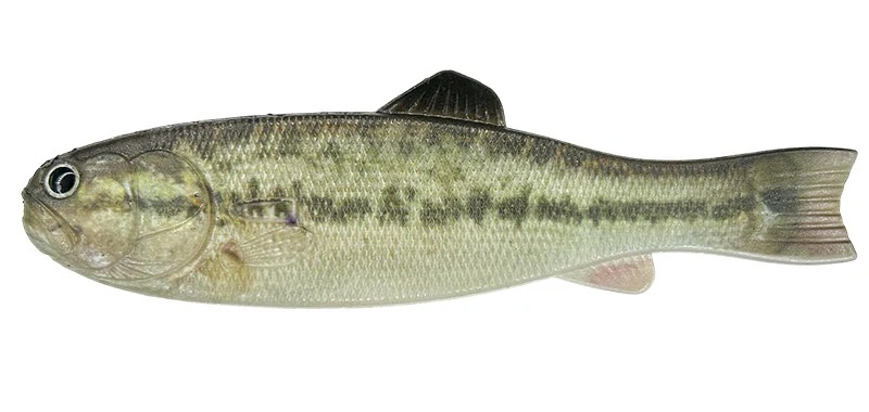 Bass Worm 145 - Image 10