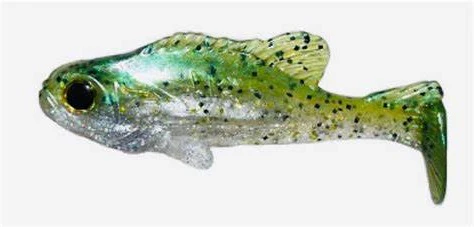 Bluegill - Image 3
