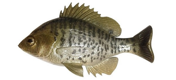 Bluegill Top Hook - Image 3
