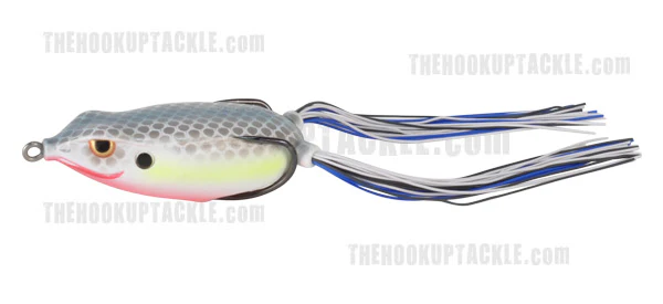 Bronzeye Frog - Image 11