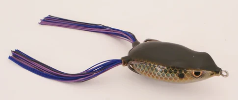 Bronzeye Frog - Image 21