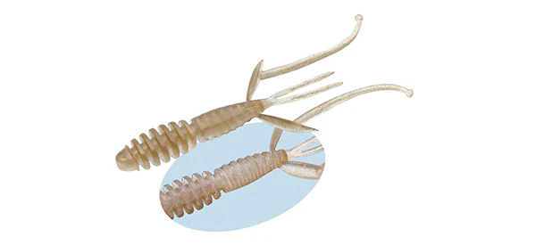 C-4 Shrimp - Image 5