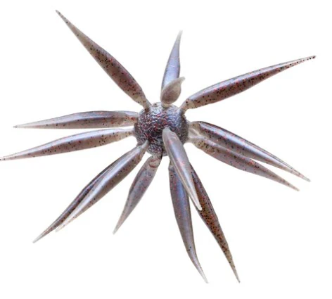 Coike Fish Elastomer M - Image 9