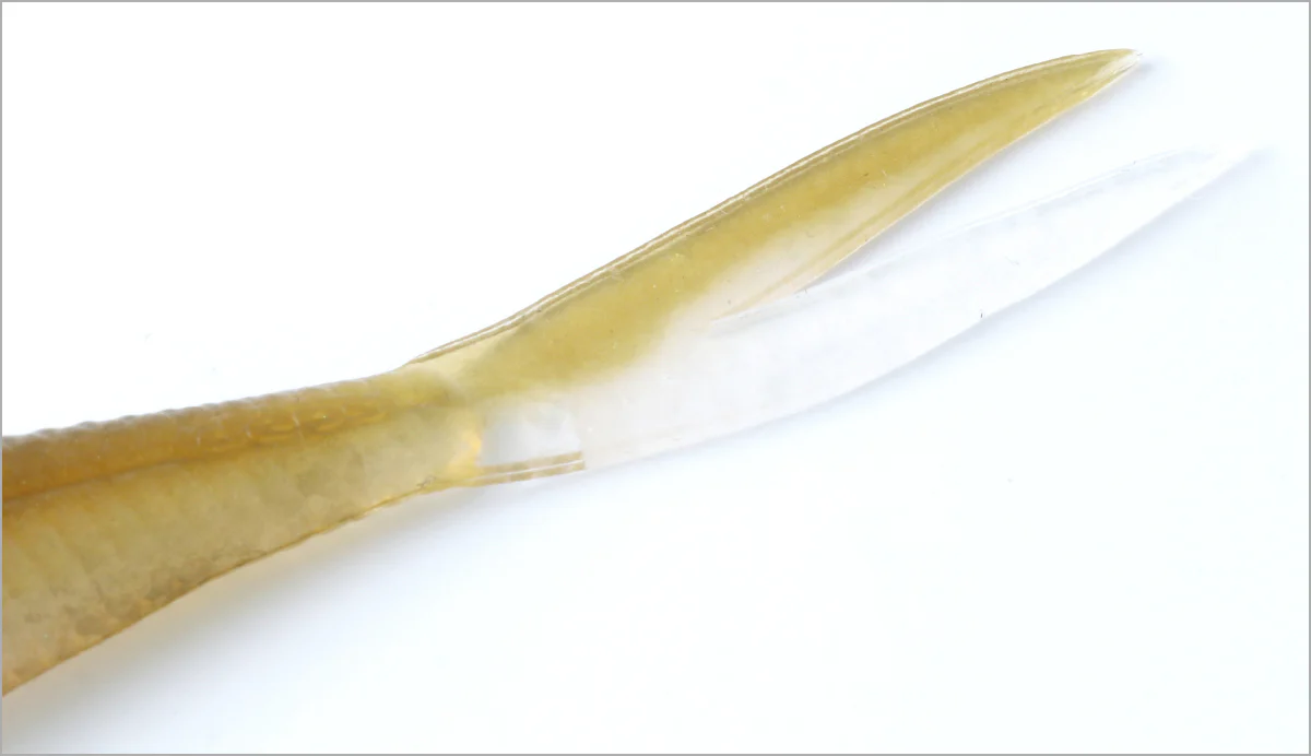 Frilled Shad - Image 5