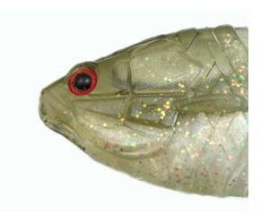 Gill Flat Jr - Image 6