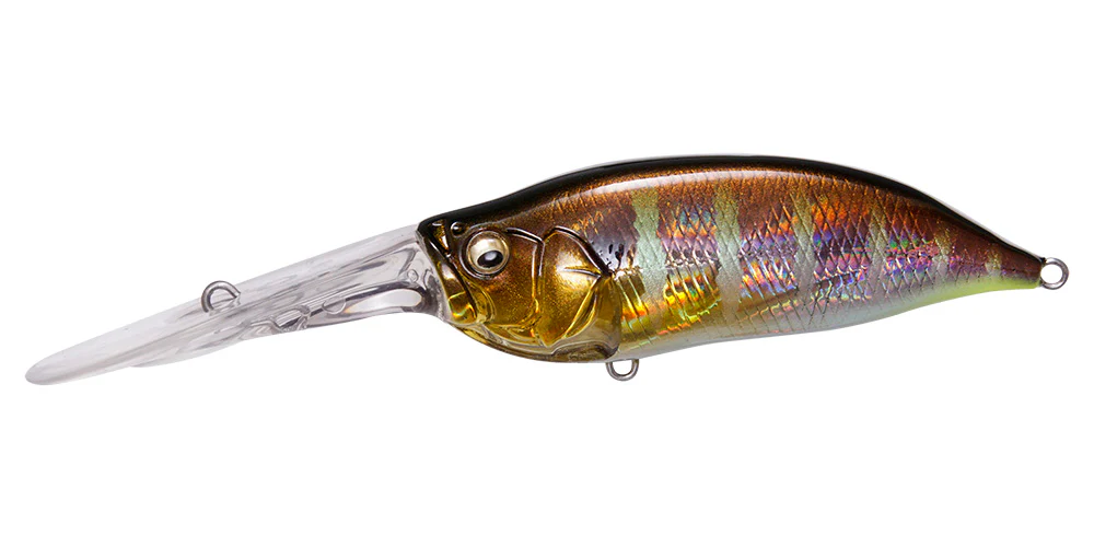 IxI Shad TX - Image 17