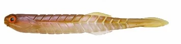 Katakuchi Worm Yavakune - Image 9