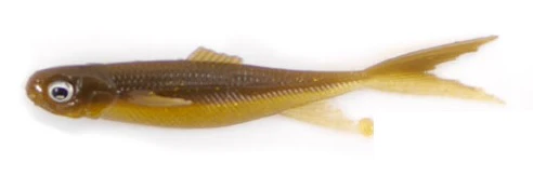 Multi-Shad PVC - Image 7