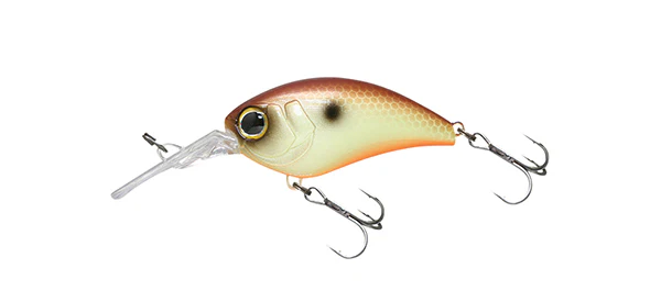 Mushbob 50MR - Image 6
