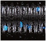 Oki Worm - Image 10