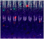 Oki Worm - Image 11