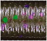 Oki Worm - Image 12