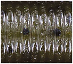 Oki Worm - Image 13