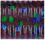 Oki Worm - Image 14