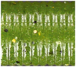 Oki Worm - Image 8