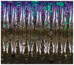 Oki Worm - Image 9
