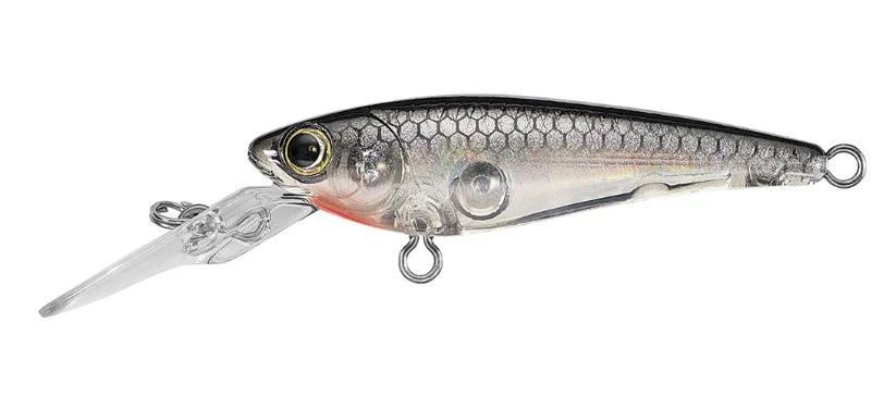 SC Shad 5 - Image 2