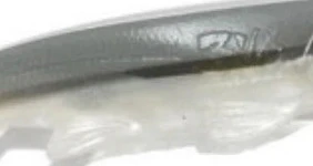 Shad - Image 5