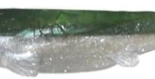 Shad - Image 7