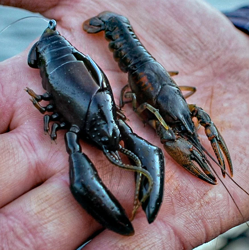 Sleeper Craw - Image 3